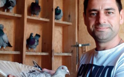 PALOMAS MENSAJERAS. Estas palomas son ÚNICAS! MIRÁ!!! Javier Piniella, excelente palomar!