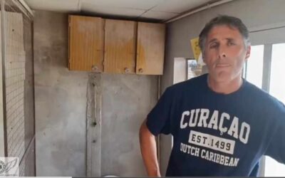 PALOMAS MENSAJERAS. Padre e hijo cuidan juntos!! familia Urbina, GRAN PALOMAR!