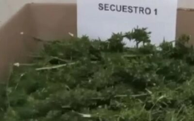 Bolivar: Secuestran más de 2 kilos de marihuana en un operativo policial