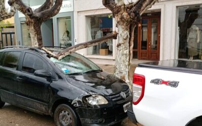 Julio Cesar: Recién en Del valle al 480 !!!!! Quien se hace cargo de las plantas en mal estado ???