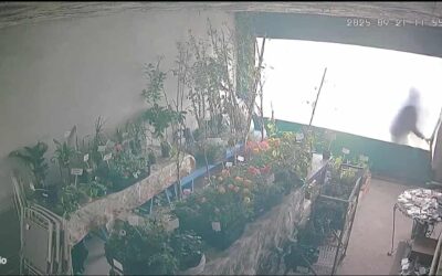 Delincuentes románticos: robaron flores amarillas que sus parejas agradecieron en redes sociales