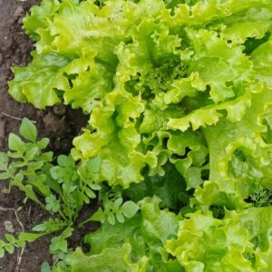 Venta de lechuga de alumnos del Instituto 148